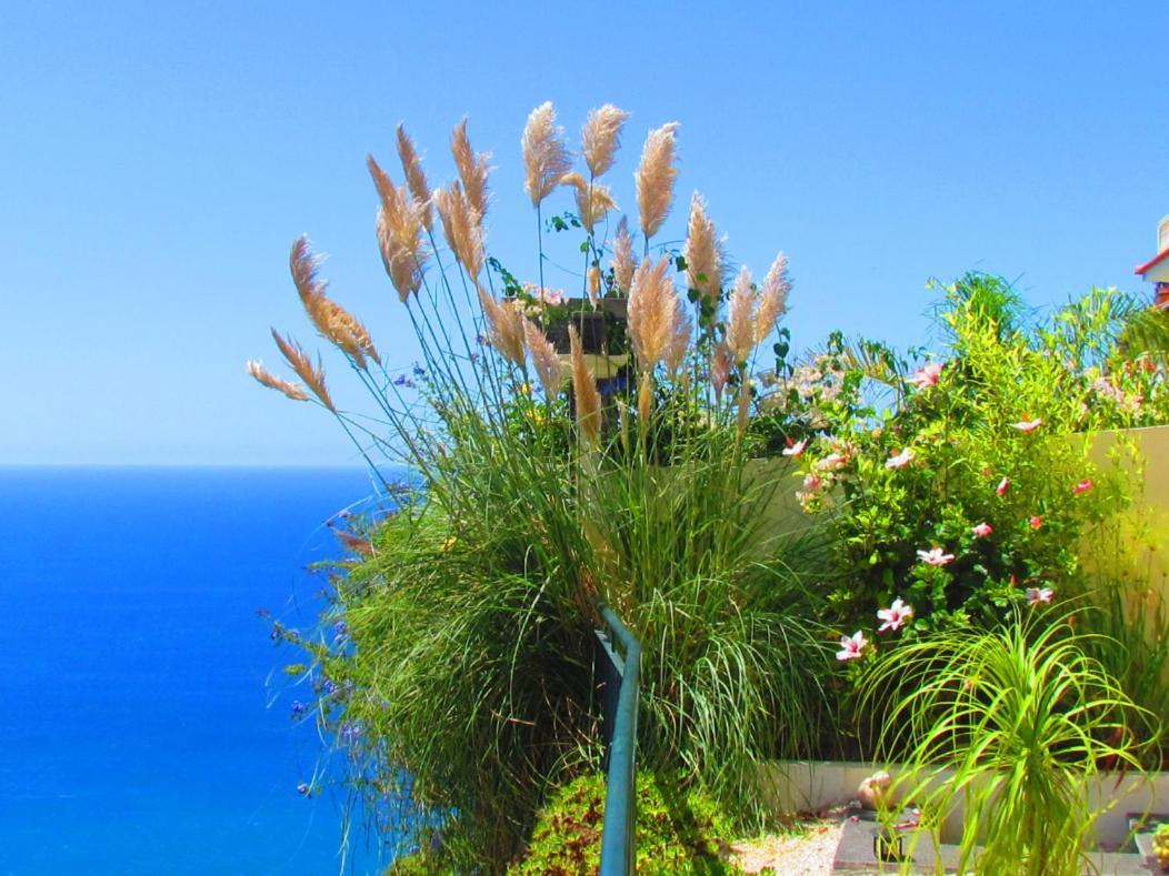 Casa Serena Apartments Arco da Calheta  Exterior photo